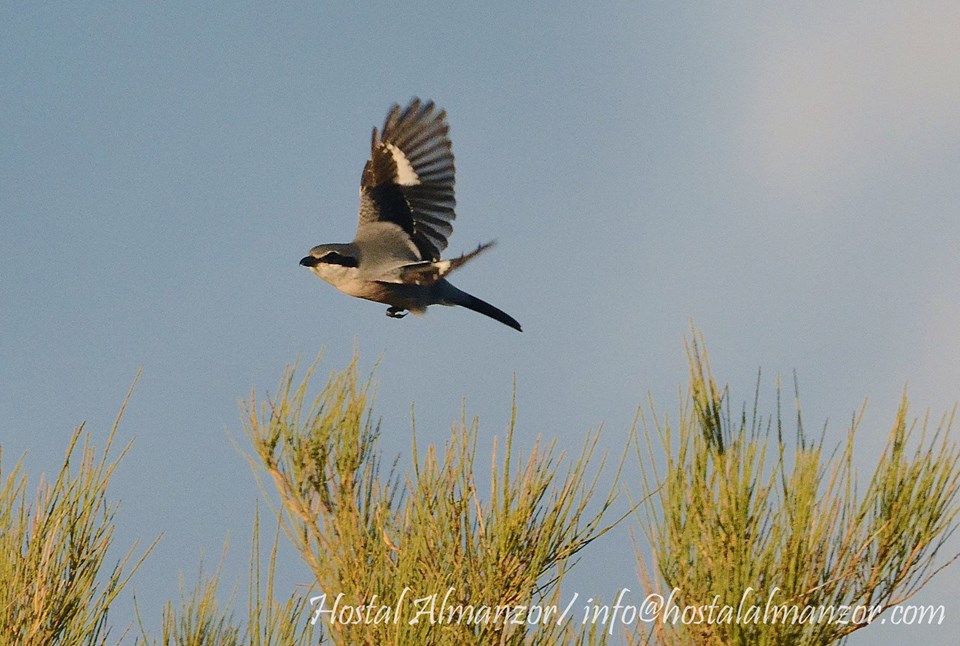 cómo comenzar a observar aves