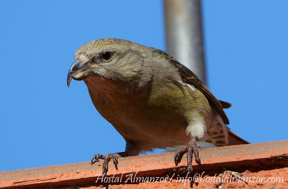 cómo comenzar a observar aves