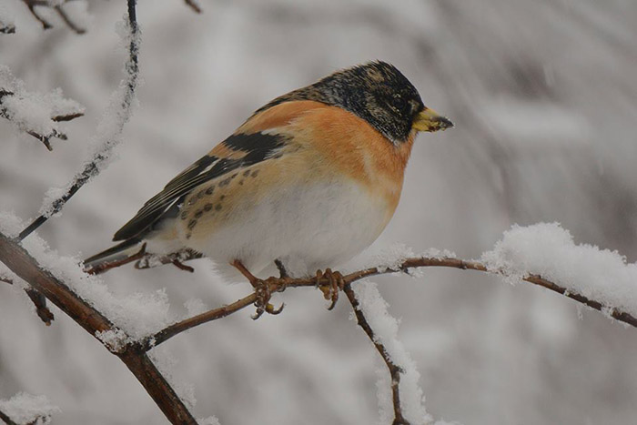 Cómo influye la primavera en las aves