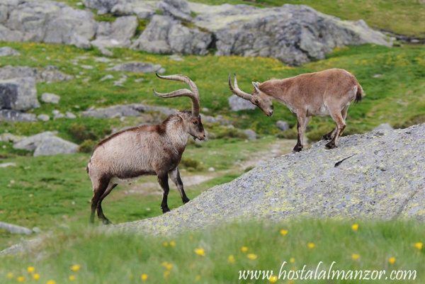 cabra de gredos