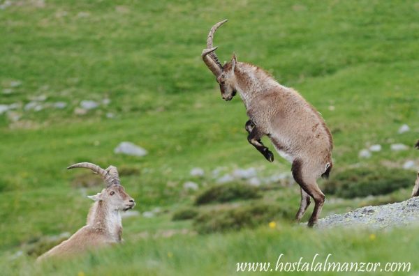 machos en gredos