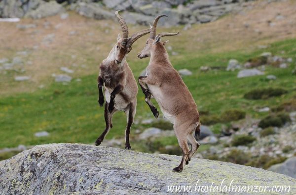 machos en gredos