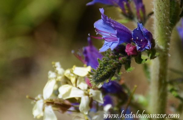 la primavera en Gredos