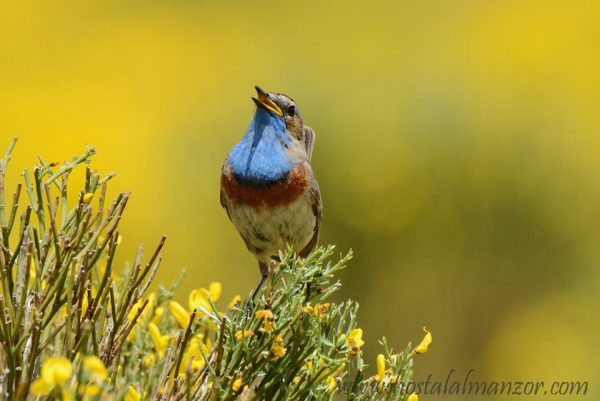 pechiazul