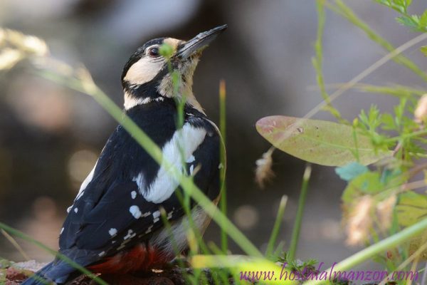 picapinos hembra