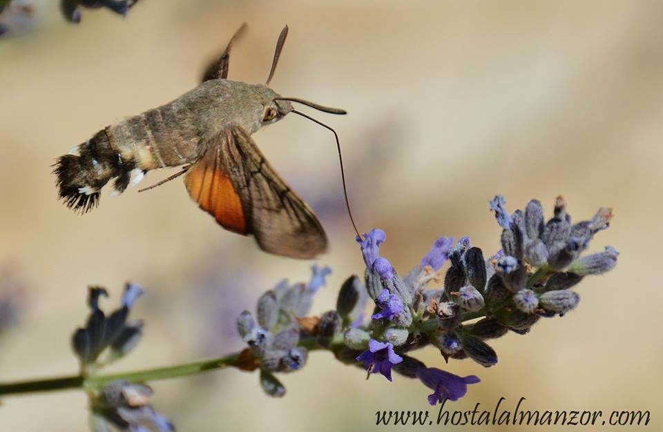 No es un colibrí