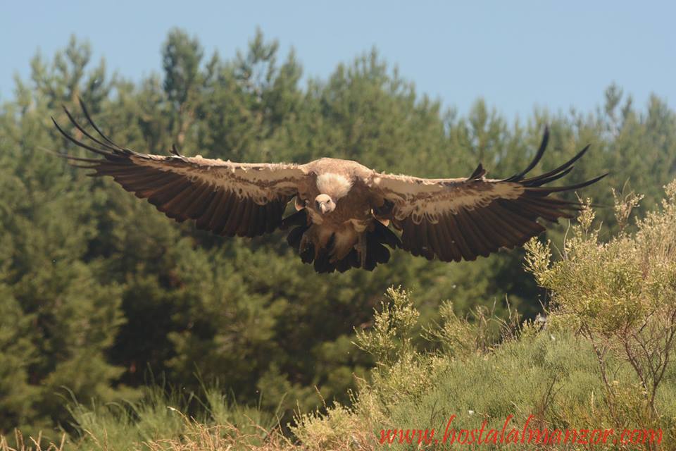 buitre en gredos