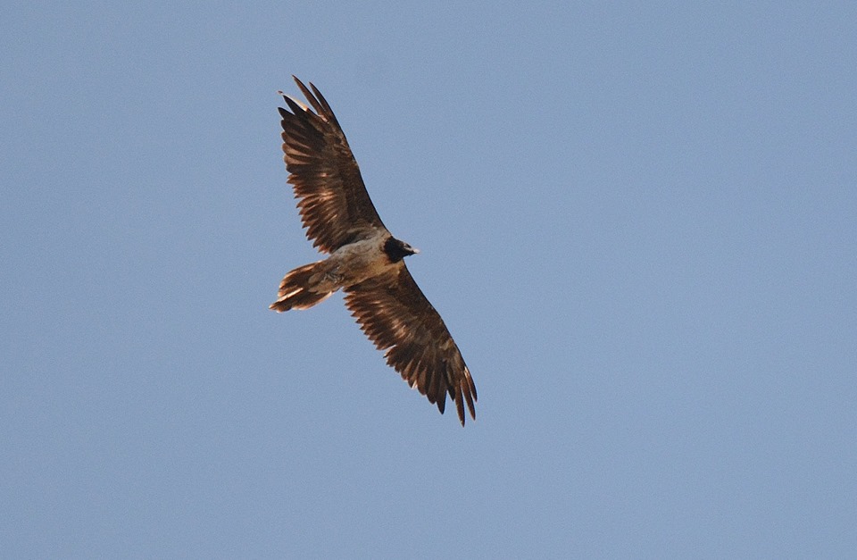 quebrantahuesos volando