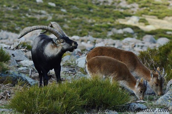 cabra montés Gredos