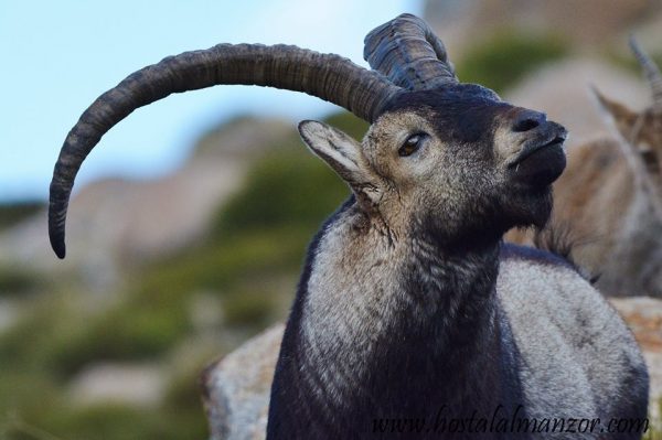 macho montés Gredos