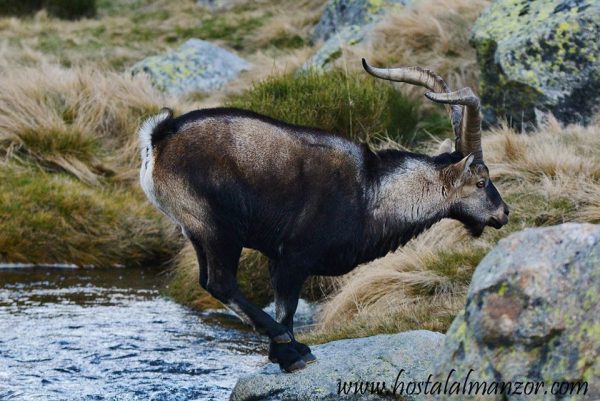 macho montés Gredos