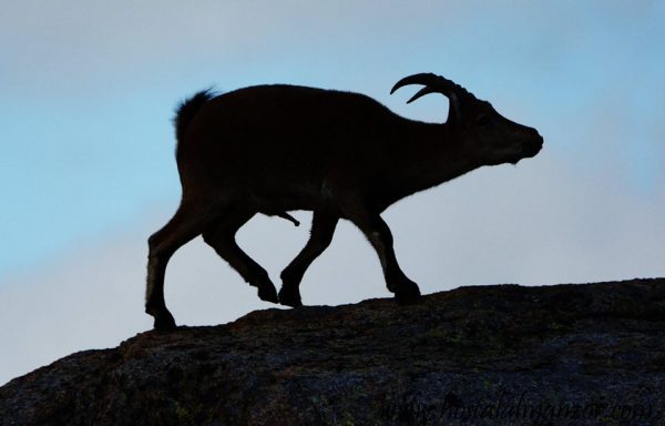 cabra montés Gredos