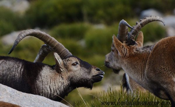 machos monteses Gredos