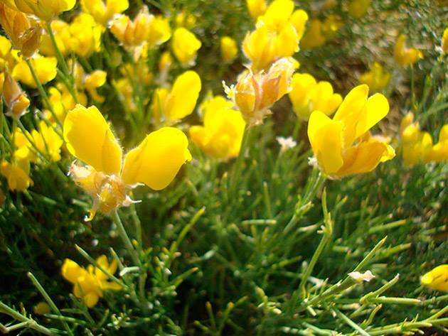 qué es el festival del piorno en flor