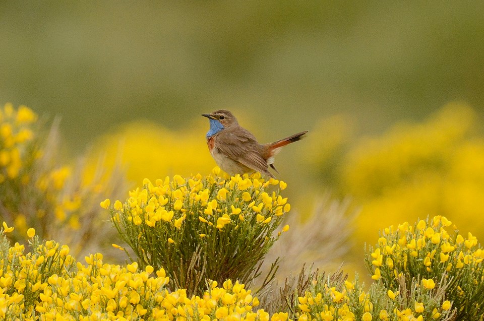 pechiazul en Gredos