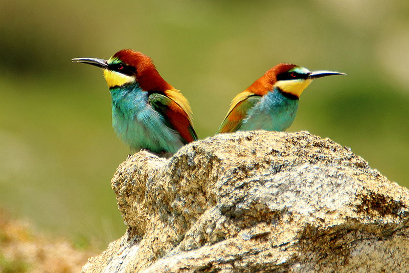 Abejaruco en Gredos