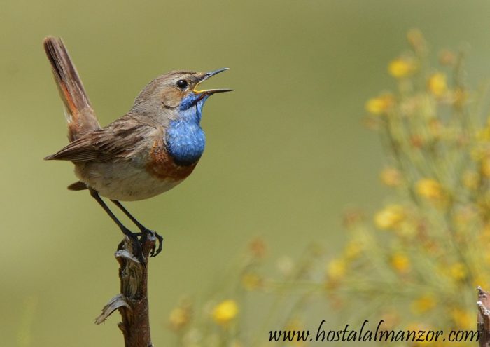 pechiazul