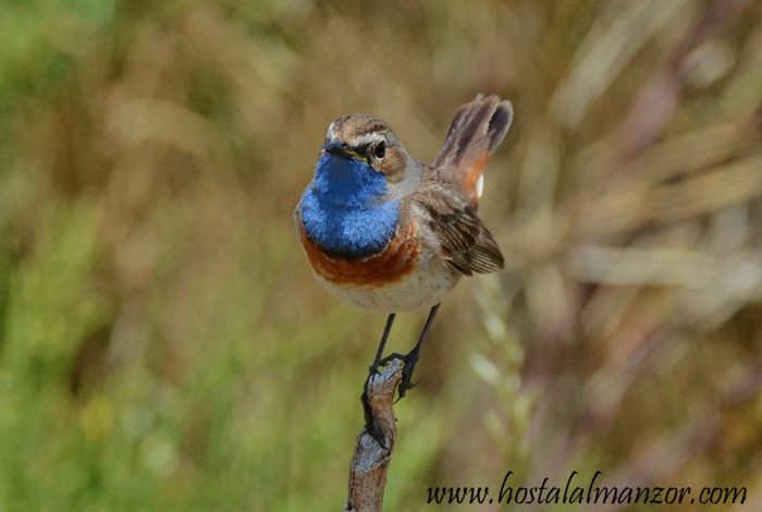 pechiazules en gredos